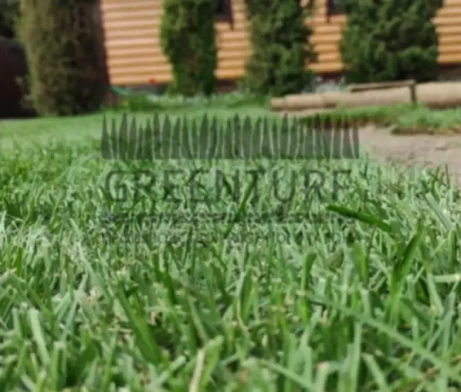 Озеленение территории в Домодедовском районе д. Сонино - фото - 10